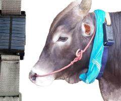 Wireless Jallikattu GPS Tracker – 6000mAh in Neelambur